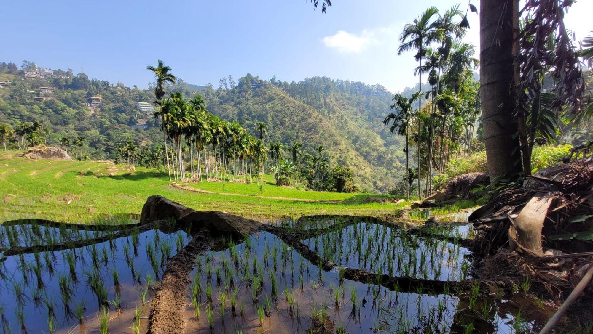 Forest Rawana Homestay إيلا المظهر الخارجي الصورة