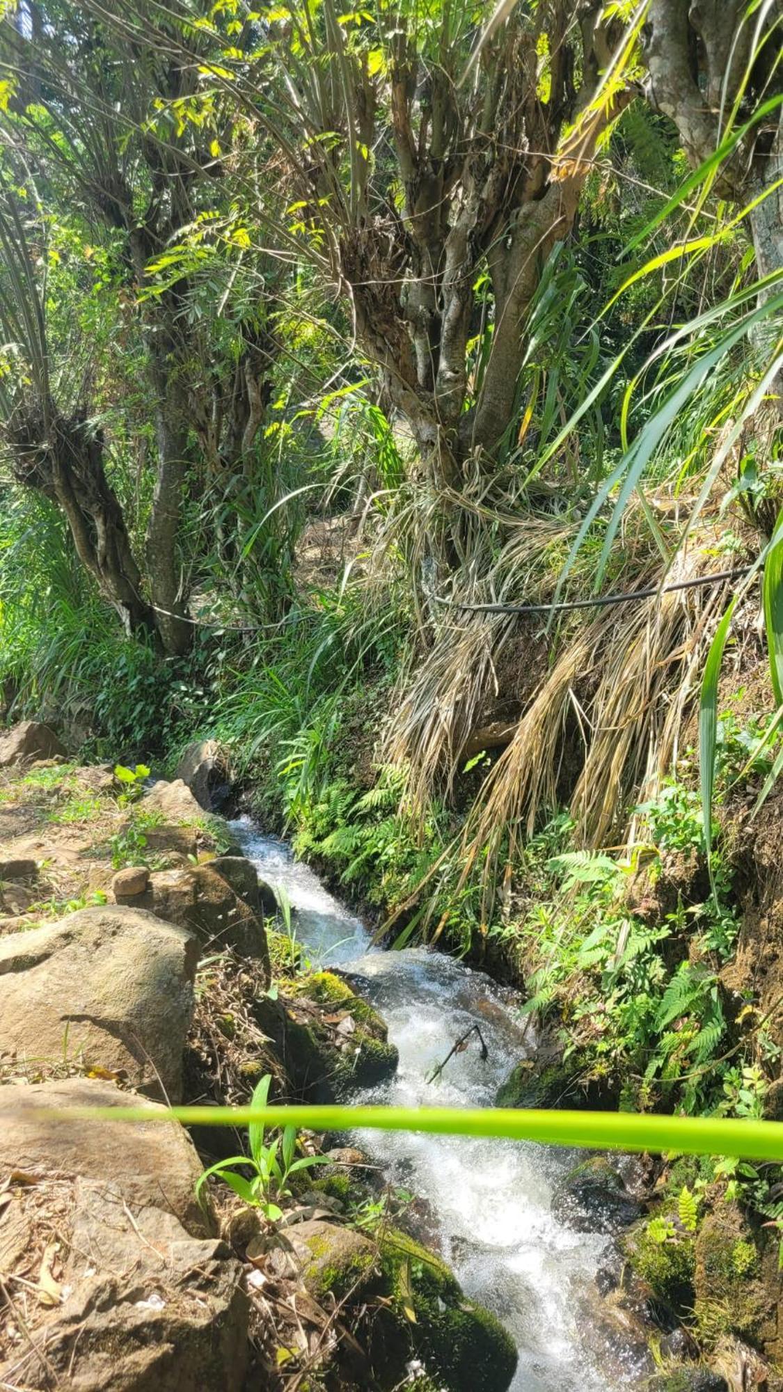 Forest Rawana Homestay إيلا المظهر الخارجي الصورة