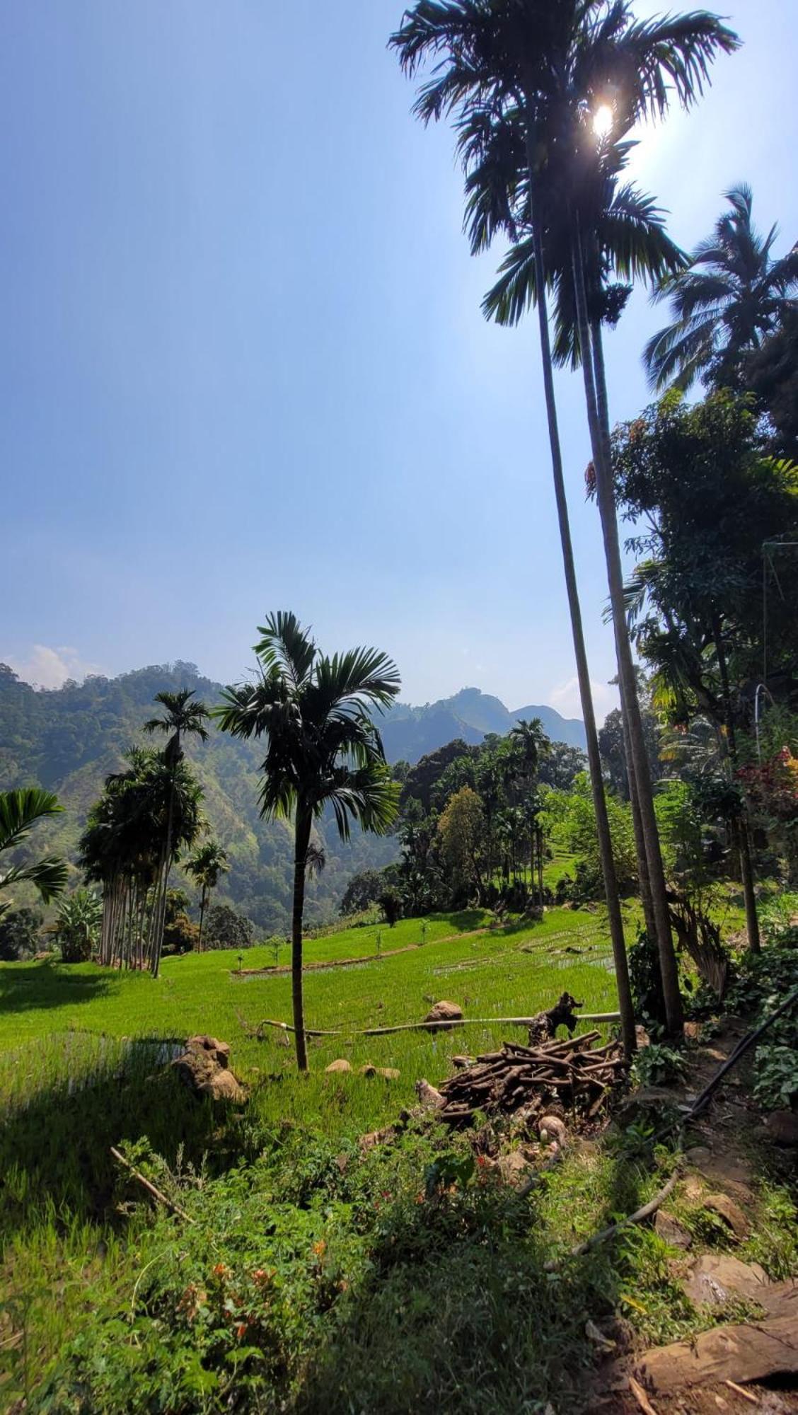 Forest Rawana Homestay إيلا المظهر الخارجي الصورة
